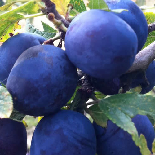 Prun Columnar Sweet Blue