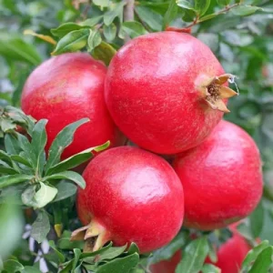 Rodiu Punica Granatum