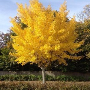 Pom ornamental Ginkgo Biloba