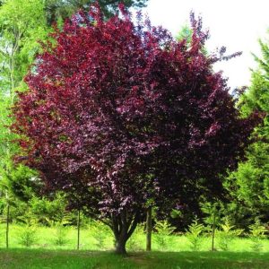 Pom ornamental Prunus Nigra