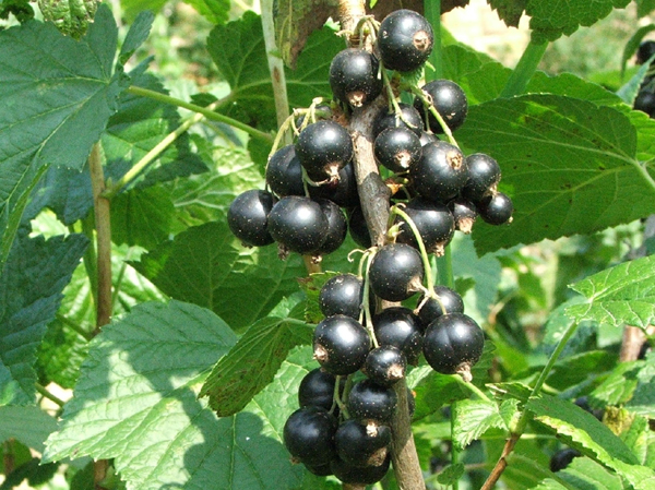 Coacaz Negru