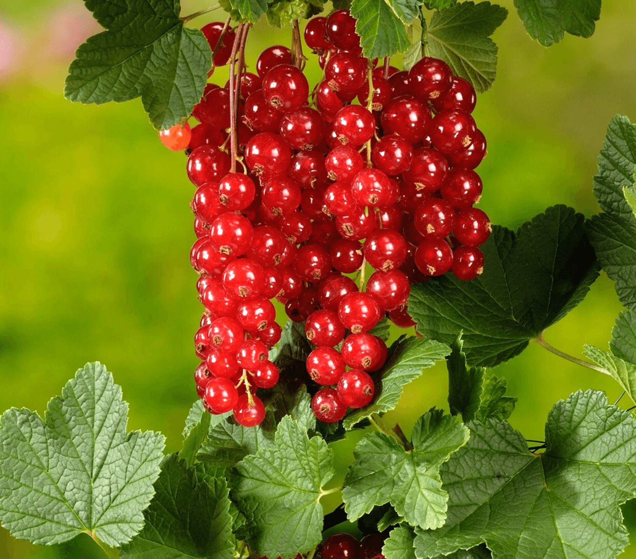 Coacaz Rosu