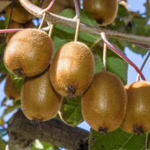 Kiwi